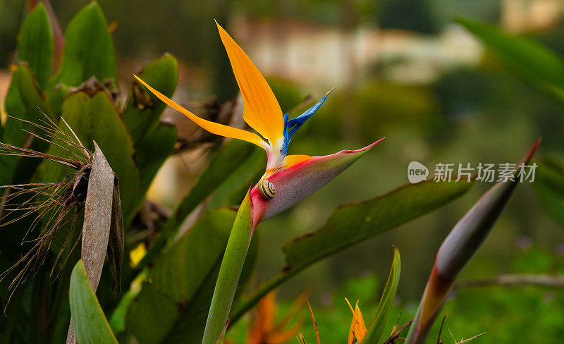 streelitia reginae (streelitia parvifolia)，也叫天堂鸟，或鹤兰。原产于南非，现在是葡萄牙马德拉岛的国花
